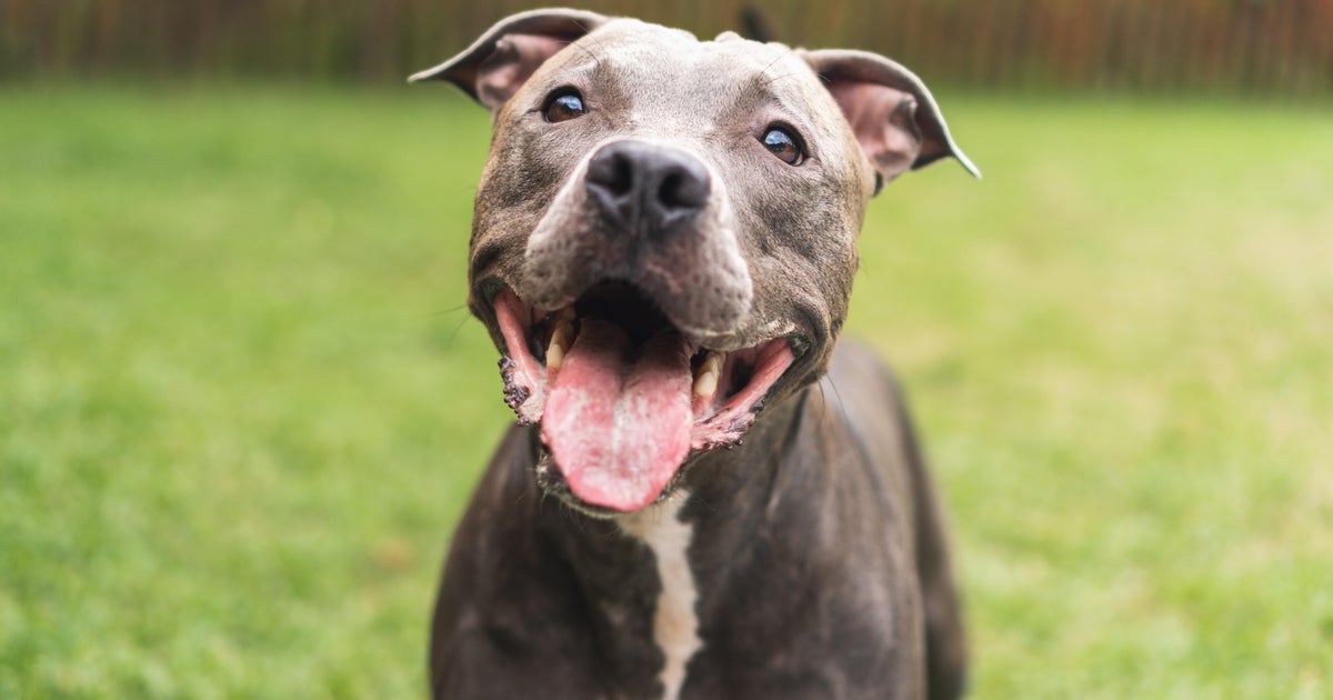 New condition regulation requires result Sunday that will raise Miami-Dade ban on pit bulls New condition regulation requires result Sunday that will raise Miami-Dade ban on pit bulls