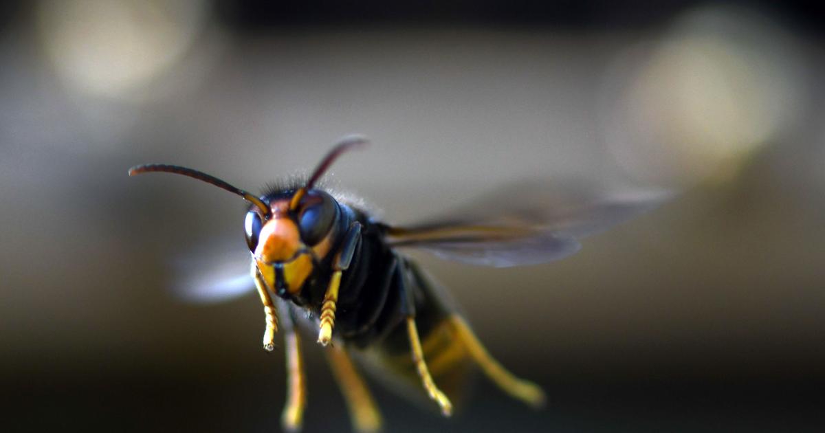 Invasive yellow-legged hornet spotted in U.S. for first time
