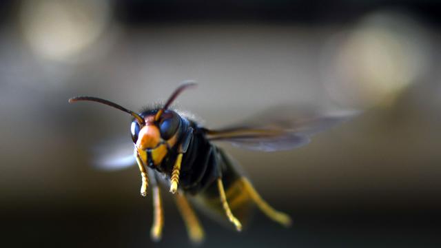 A yellow-legged hornet flying in France 