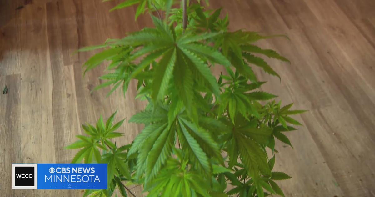 Growing weed at home in Minnesota: Your questions answered - CBS