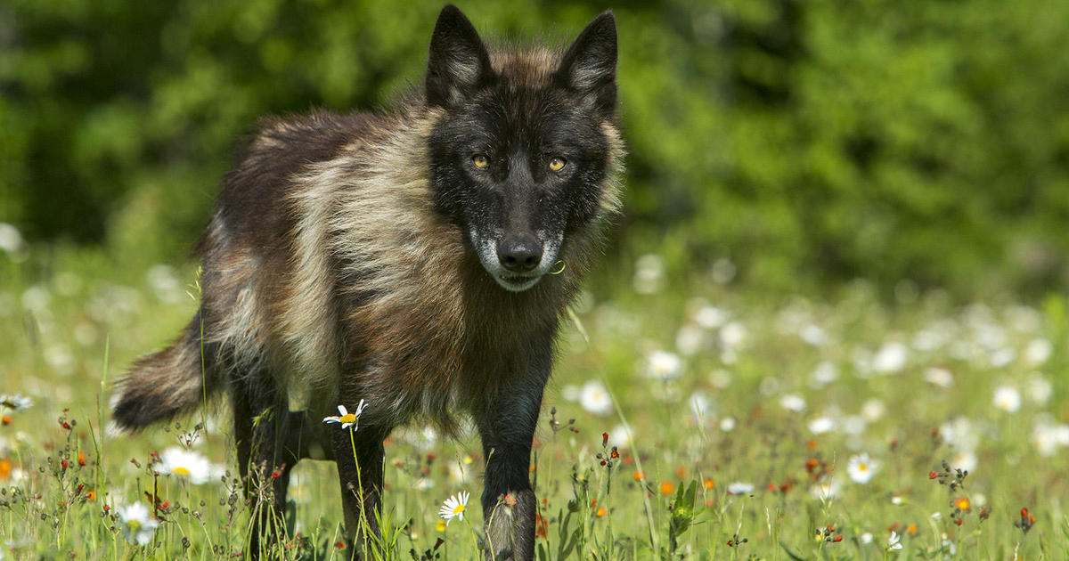 CPW Still Trying To Figure Out Where Wolves Who Will Be Reintroduced In ...