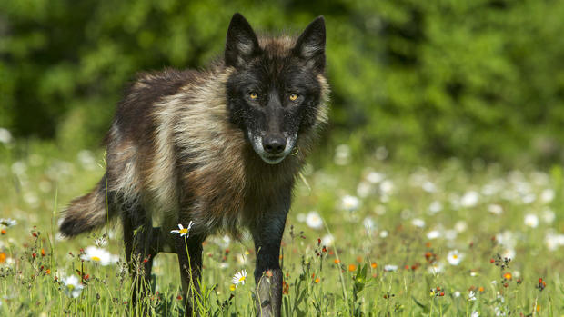 Gray Wolf in spring wildflowers 