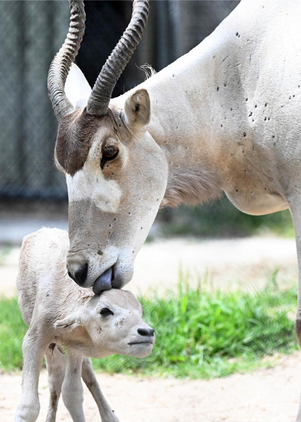 Endangered calf BFZ 