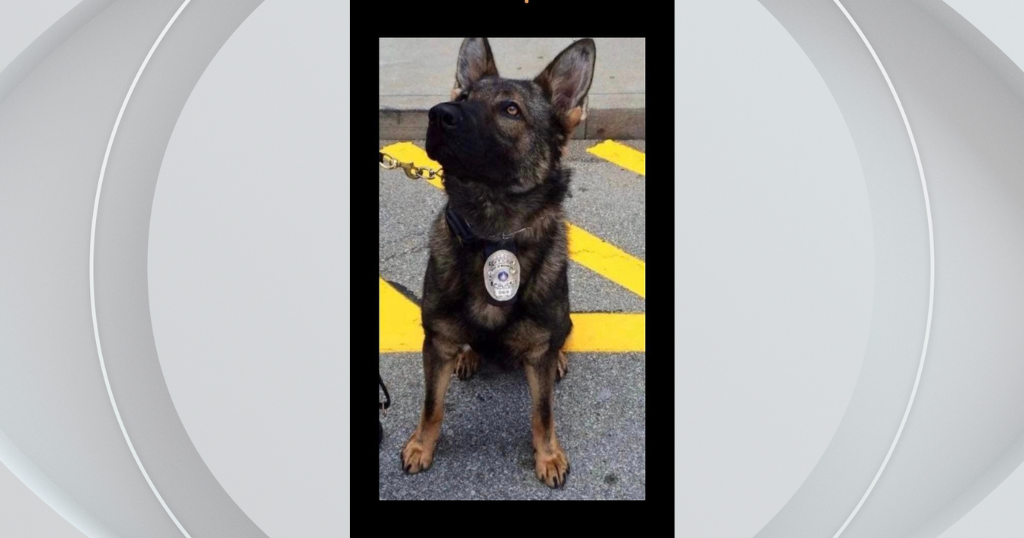 Retired Washington police K9 Golem dies Retired Washington police K9 Golem dies
