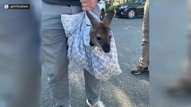 An individual holds a wallaby in a bag. 