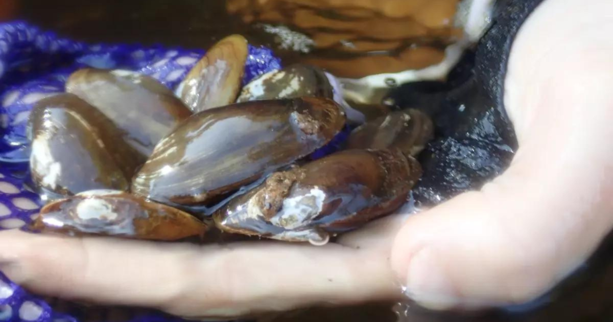 Salamander mussel found in Pennsylvania facing extinction