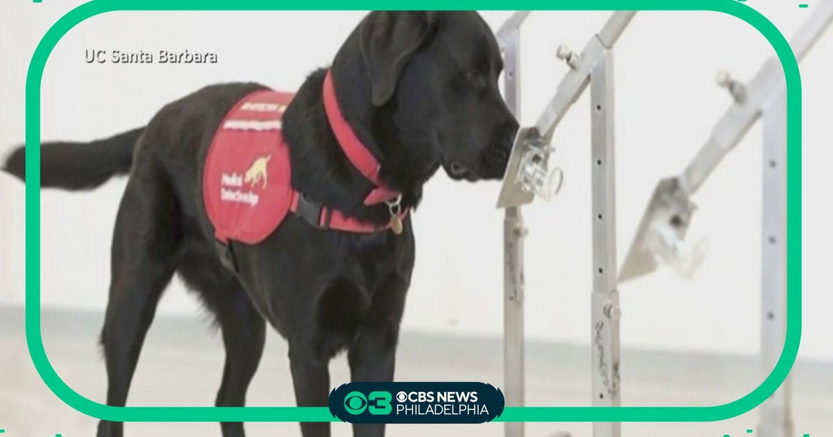 Research shows some dogs are better at detecting COVID than standard ...