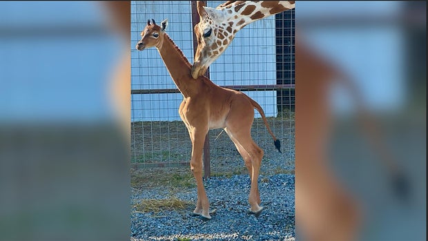 0821-cbsn-social-giraffe-new1.jpg
