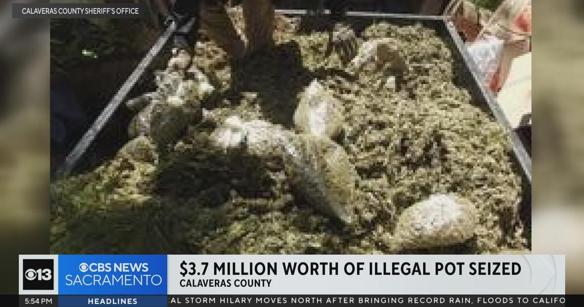 $3.7 million worth of illegal pot seized in Calaveras County - CBS ...