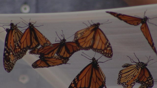 monarch-butterflies-launched-camden-county-new-jersey.jpg 