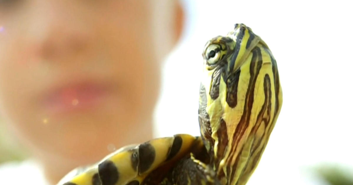 Small turtles linked to Salmonella outbreak in 7 states including Maryland,  CDC reports