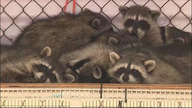 raccoons-at-wildlife-center.jpg 