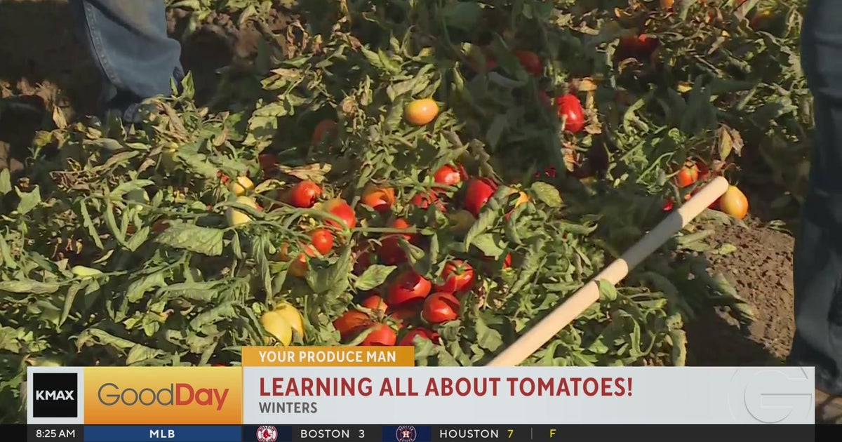 Tomatoes from the field to the UC Davis kitchens with Your Produce