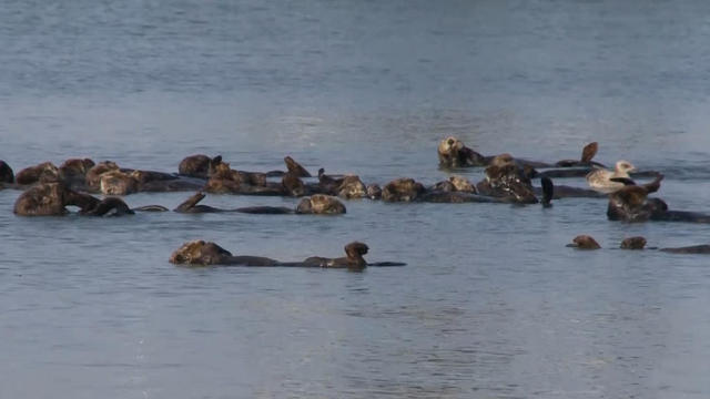 Sea otters at Elkhorn Slough in Monterey Bay 