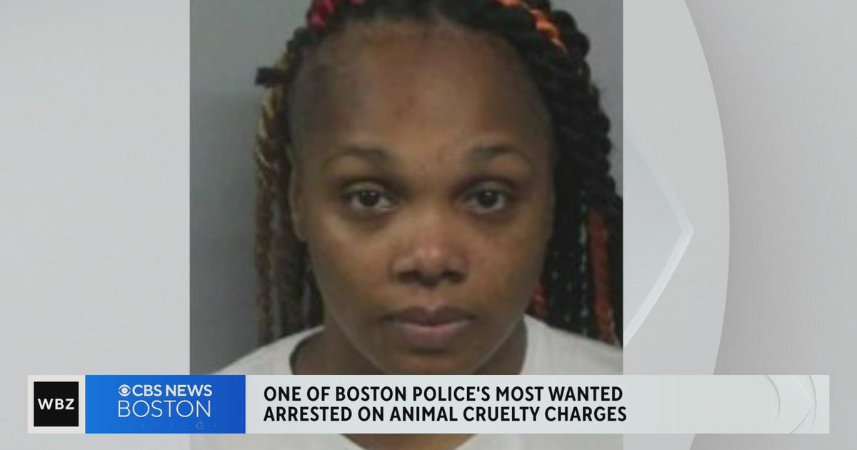 Dog nursed back to health as owner faces animal cruelty charges in ...