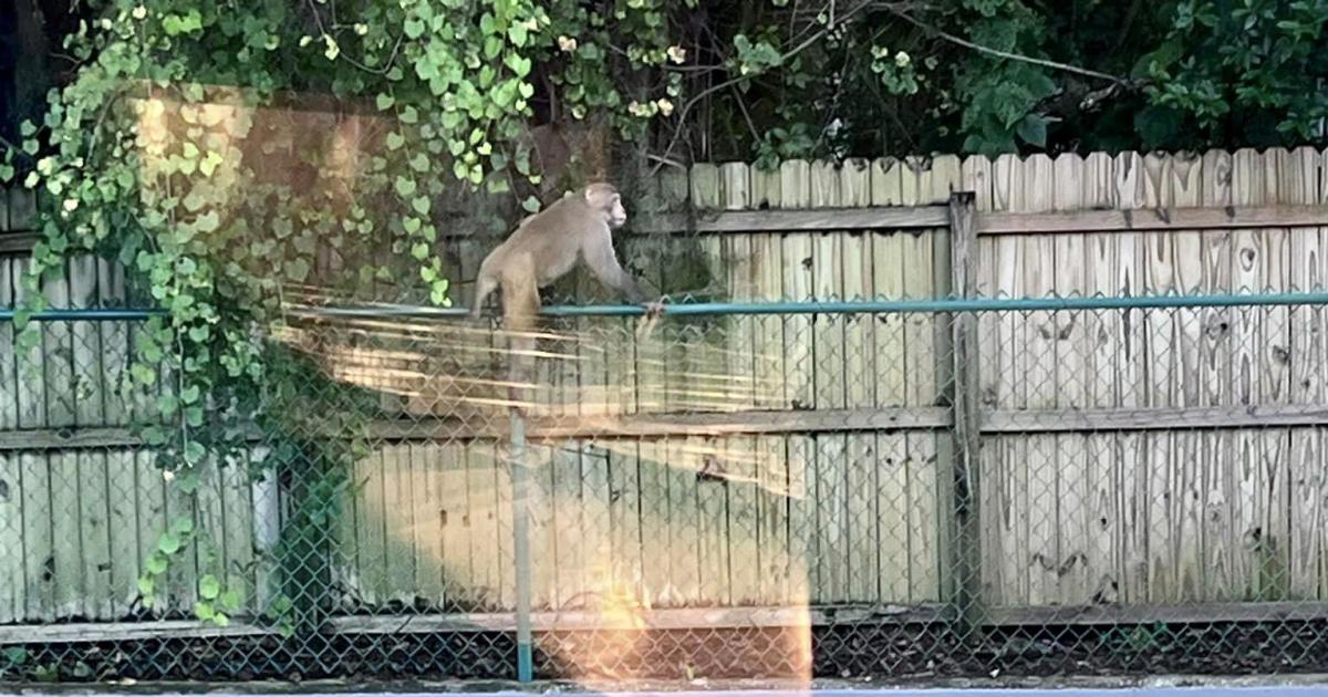 Наблюденията на диви маймуни в град Флорида предизвикаха незабавно предупреждение от полицията