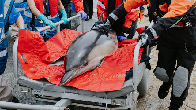 A common dolphin is carefully carted towards the ocean for release into deeper waters. 