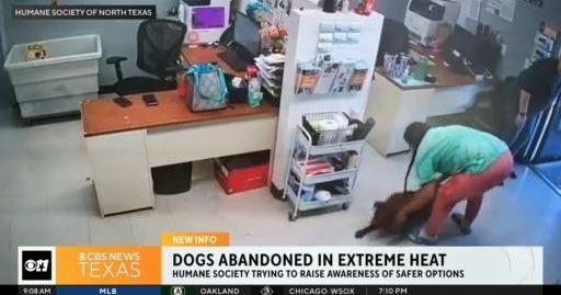 Dogs are getting abandoned in extreme heat - CBS Texas