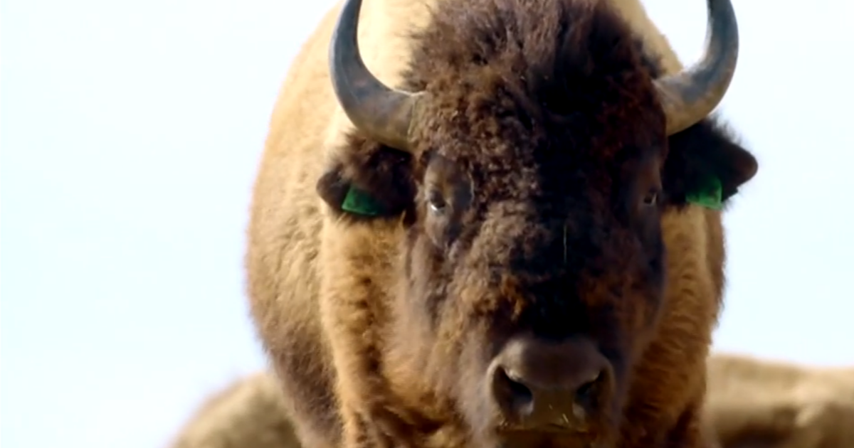 Индианският резерват в Монтана работи за съживяване на популациите на бизони