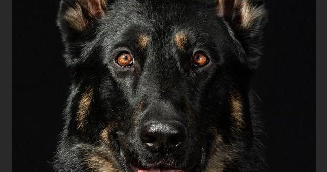 Lake County K9 helps locate missing child with special needs - CBS Chicago