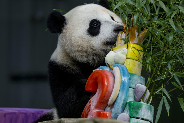 Pandas could be gone from U.S. zoos by the end of 2024 - Los Angeles Times