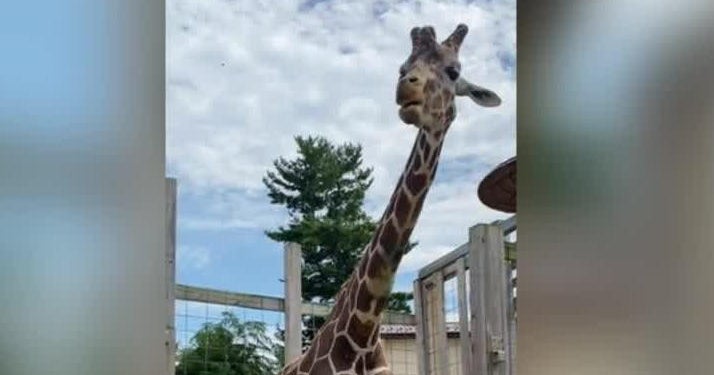 Special treatment for giraffe at the Elmwood Park Zoo