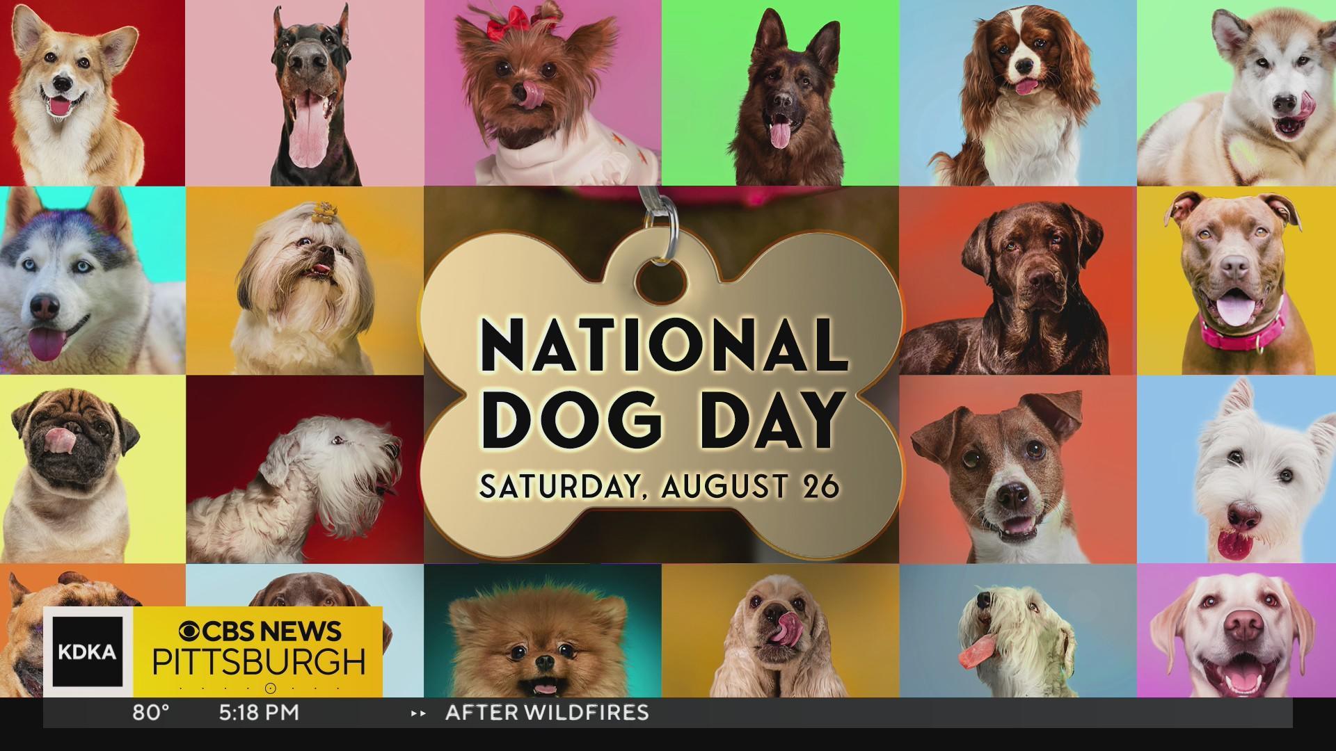NATIONAL PET ROCK DAY - September 1, 2024 - National Today