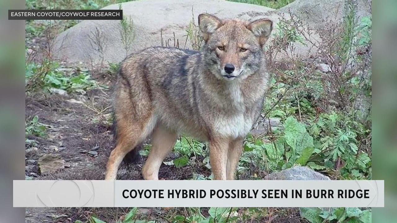 coyote fox hybrid