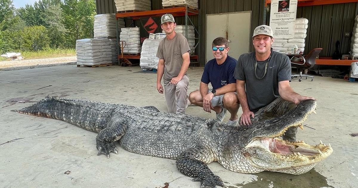 Record-breaking 14-foot-long alligator that weighs more than 800 pounds captured in Mississippi