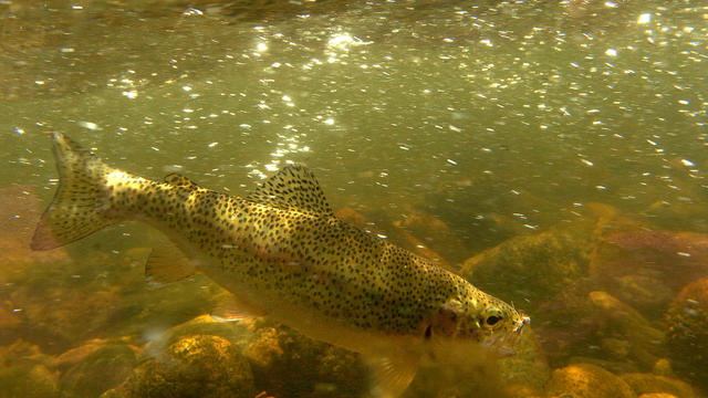 BOULDER CANYON, CO--JULY 4, 2007- ABOVE: A rainbow trout grabs a fly in the fast moving water of Boulder Creek. PHOTO BY HELEN H. RICHARDSON 
