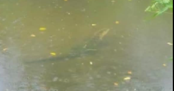 Alligator attacks, kills woman canoeing with her husband in Florida