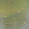 Alligator attacks, kills woman canoeing on central Florida lake