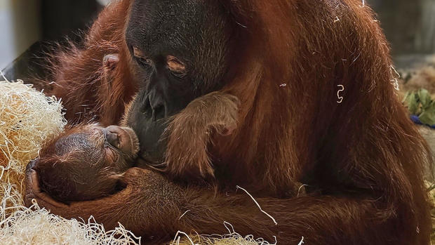 denver-zoo-orangutan-3-copy.jpg 