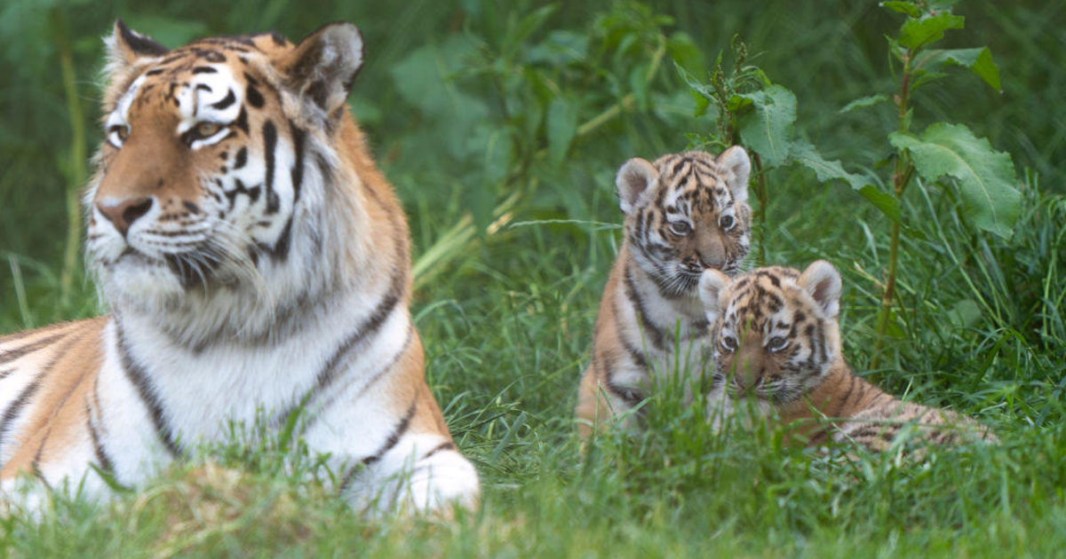 Amur tiger dies in tragic accident at Colorado zoo