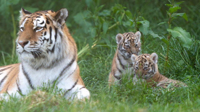 Tiger cubs at Banham Zoo 