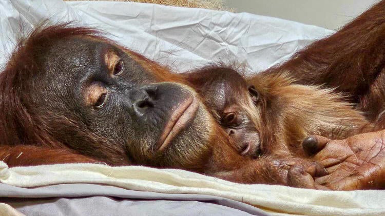 Denver Zoo orangutan baby branches enclosure The Unseen Battle to Save a Species