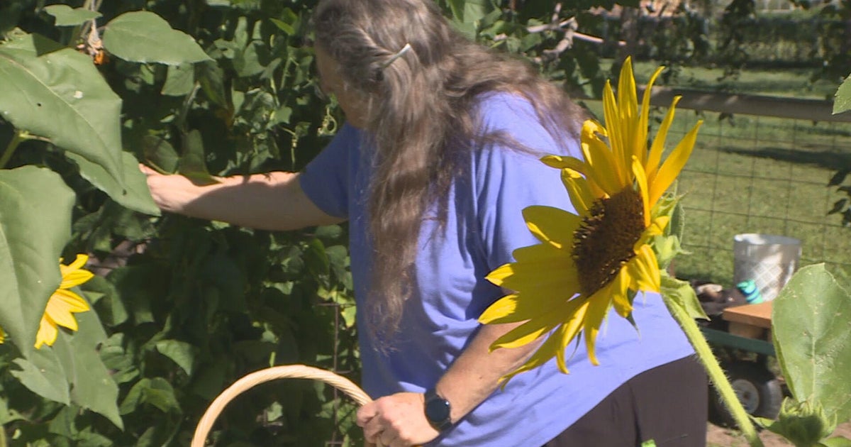 Northern Coloradans "grow a row" of extra produce to help UCHealth food