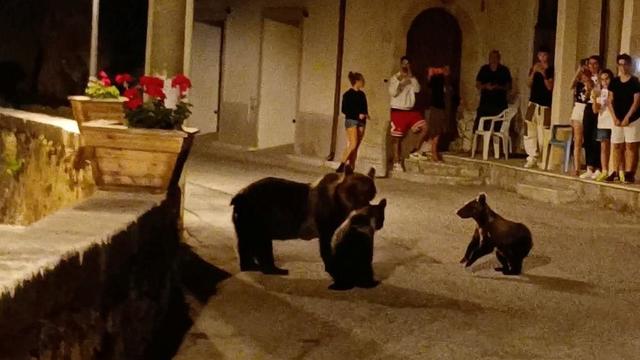 A bear named Amarena crosses a street with her cubs in front of a group of people, in San Sebastiano Dei Marsi 