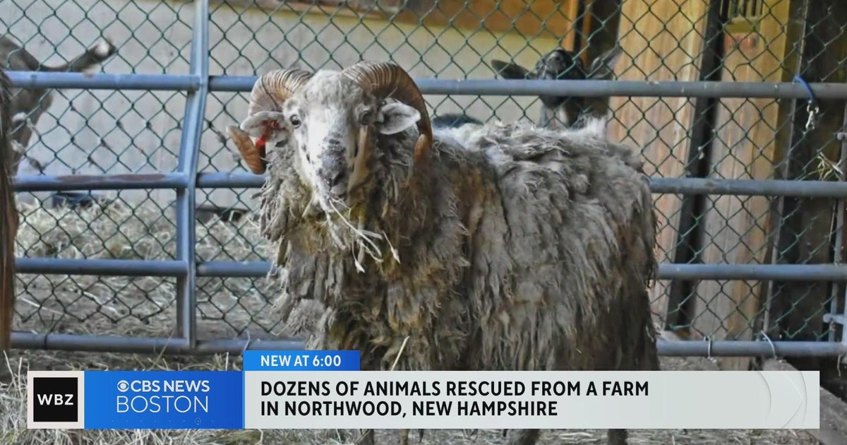 Dozens of animals seized from farm in Northwood, NH - CBS Boston