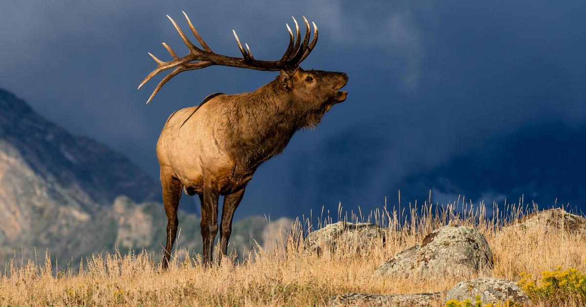 Arizona woman attacked by an elk succumbs to her injuries