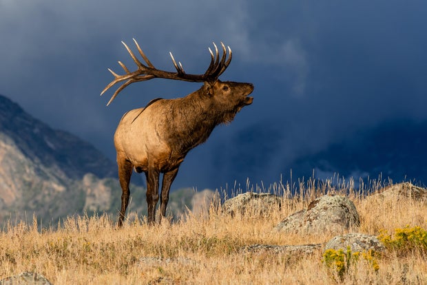 Colorado Bull Elk 