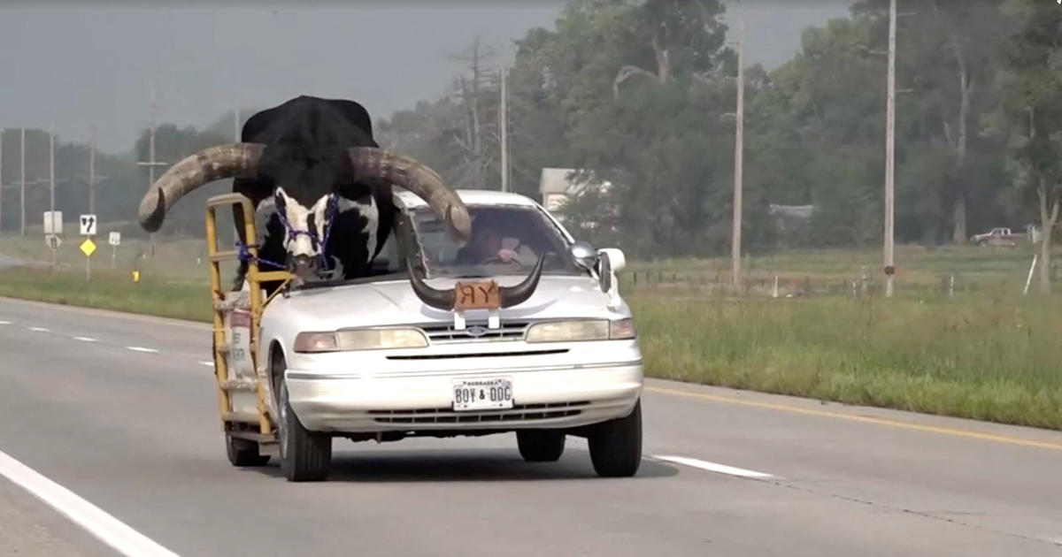 Мъж от Небраска спря, защото в колата му държал гигантски бик на име Хауди Дуди, който язди пушка