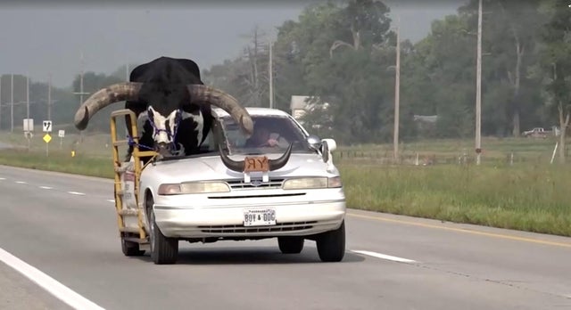 Police pull over vehicle with a giant bull riding in the front passenger seat