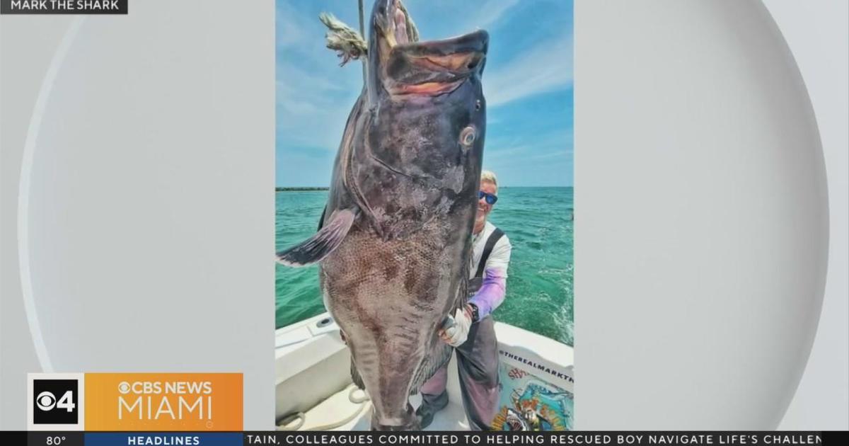 Giant grouper caught off Miami Seaside