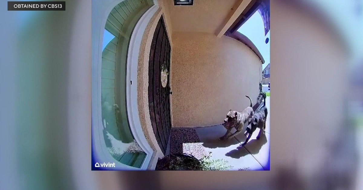 Modesto woman 93 hospitalized after being attacked by 2 dogs in her own front yard Modesto woman 93 hospitalized after being attacked by 2 dogs in her own front yard