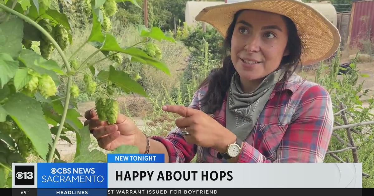 Hop farmers say California’s wet winter set stage for bountiful harvest this season