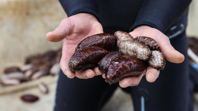 Sea cucumber fisheries in Turkey's Aydin 