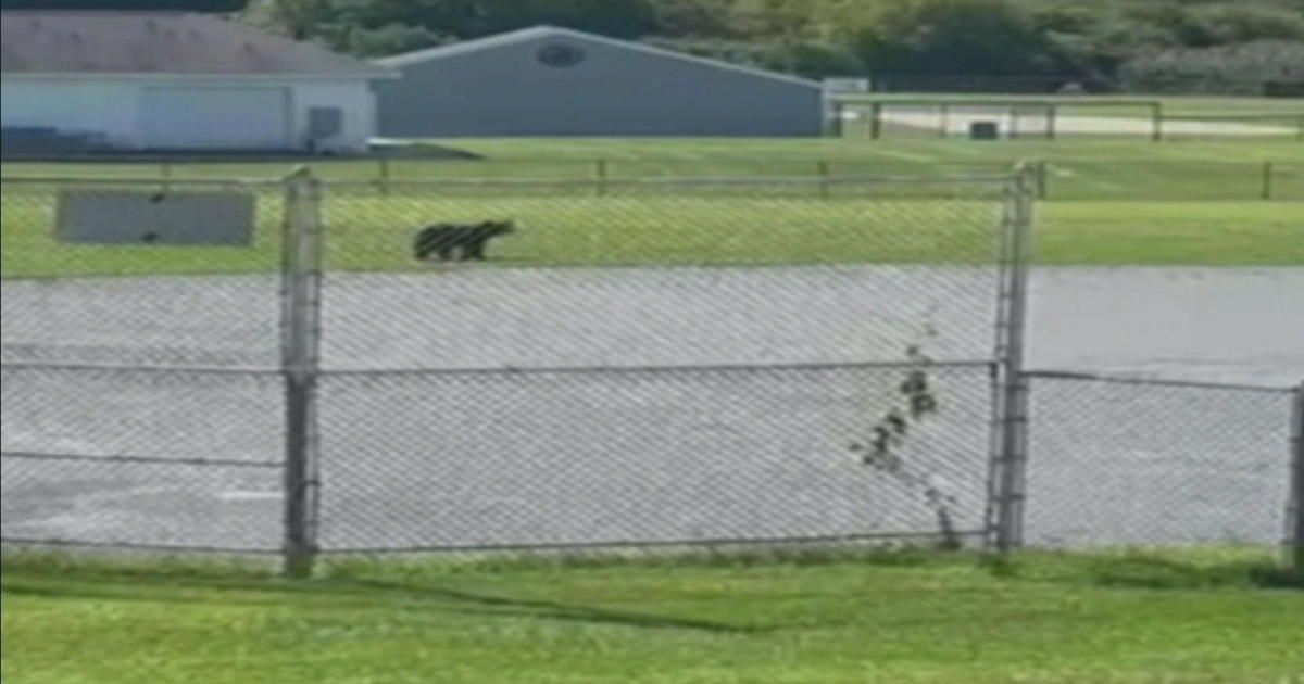 Bear spotted at Halifax Elementary School
