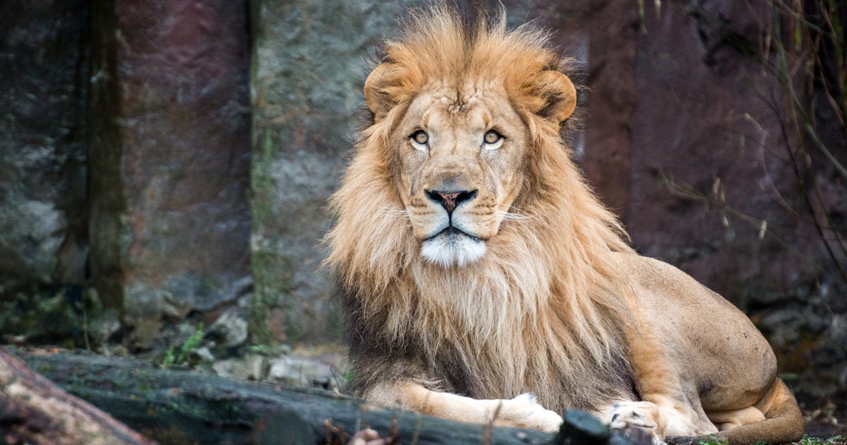 Franklin Park Zoos lion Kamaia dies after several health issues Franklin Park Zoos lion Kamaia dies after several health issues