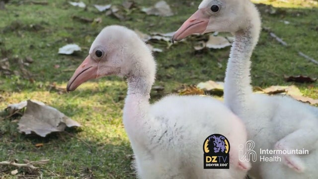 denver-zoo-flamingo-chicks-12vo-transfer-frame-393.jpg 